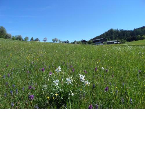 Bauernhof Ablass