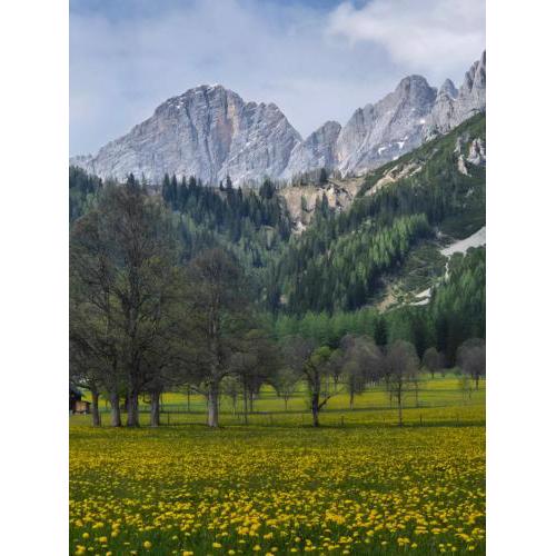Family Appartment - Dachstein View