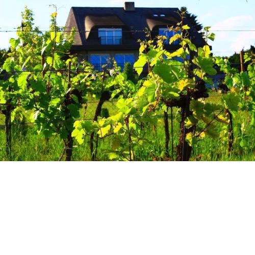Self Check-in Self Catering Apartment mit Seeblick und Klimaanlage - Neusiedlersee